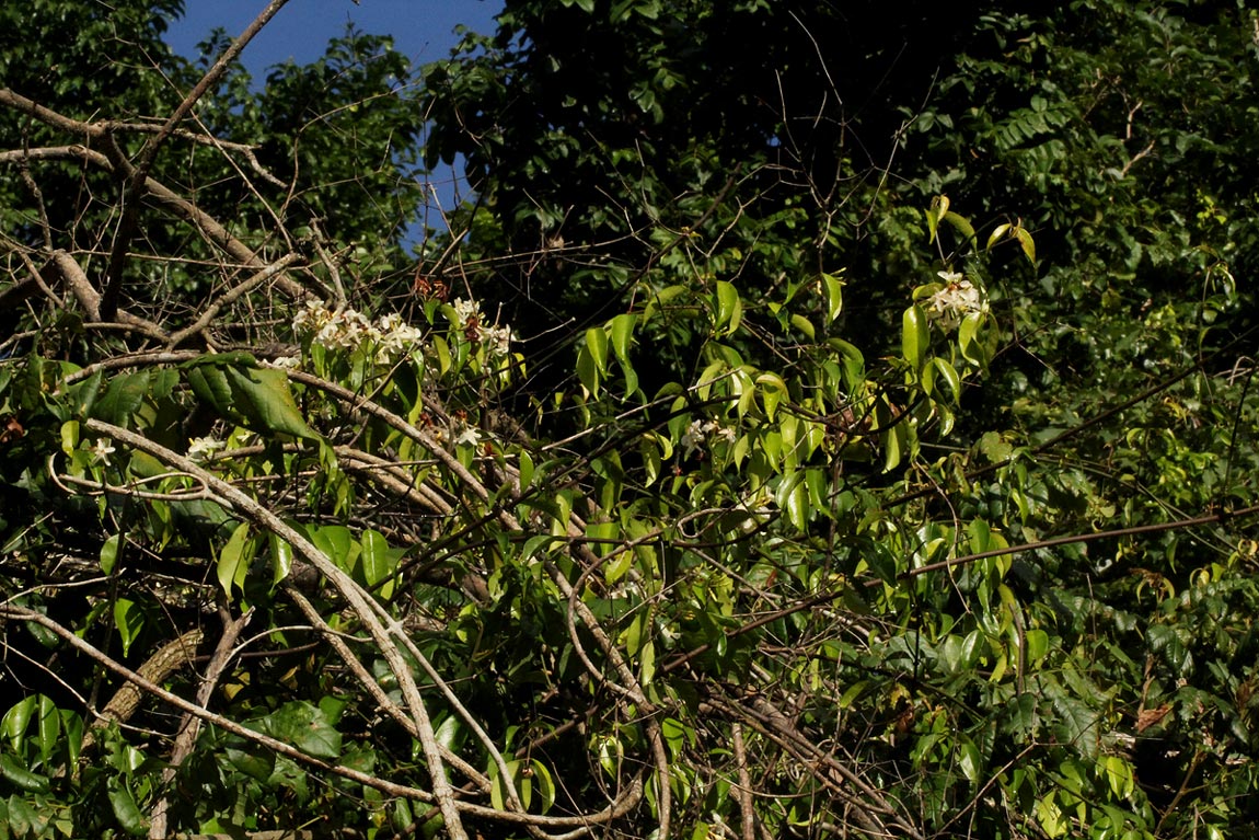 Alafia caudata subsp. latiloba
