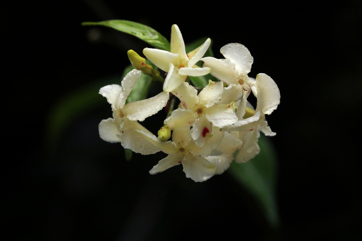 Alafia caudata subsp. latiloba