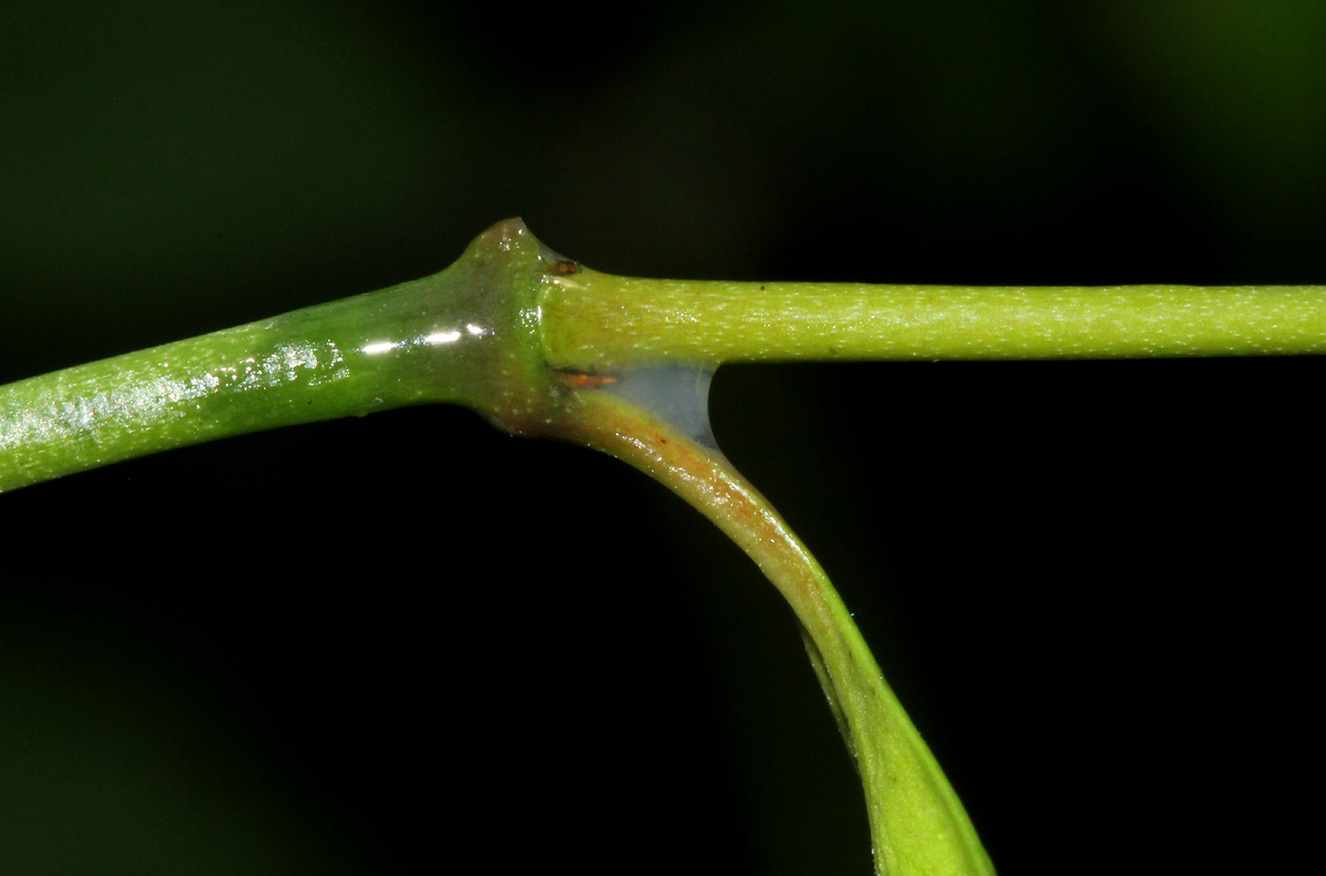 Alafia caudata subsp. latiloba