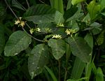 Funtumia africana