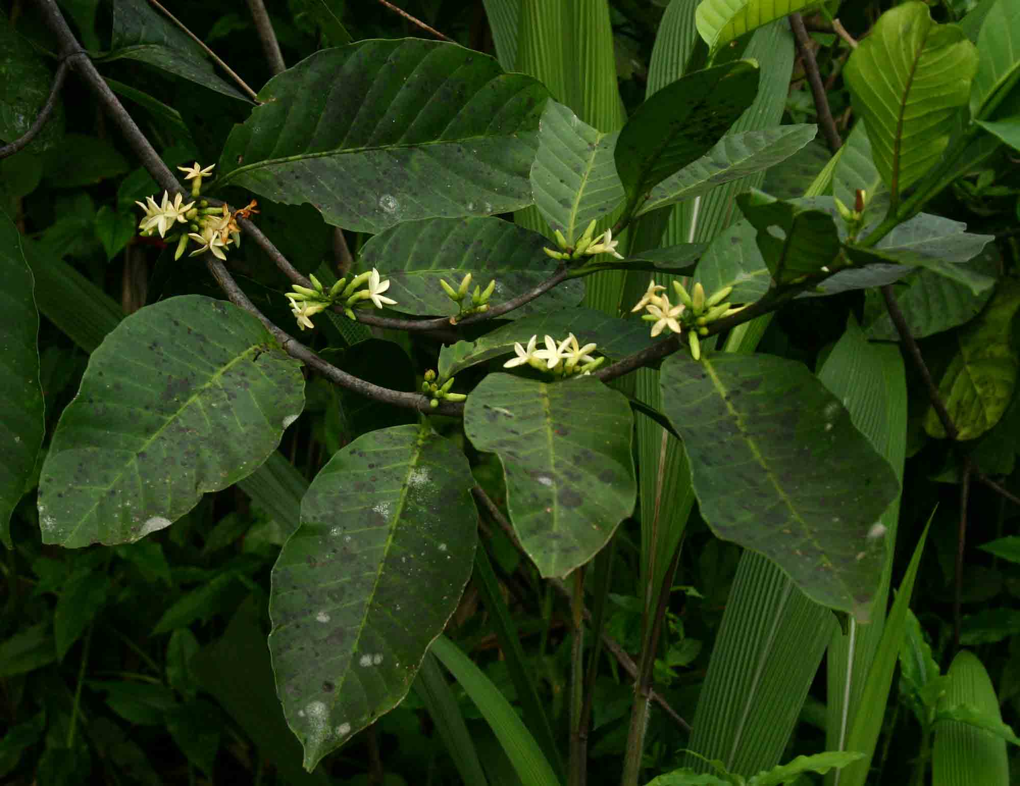 Funtumia africana
