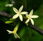 Funtumia africana