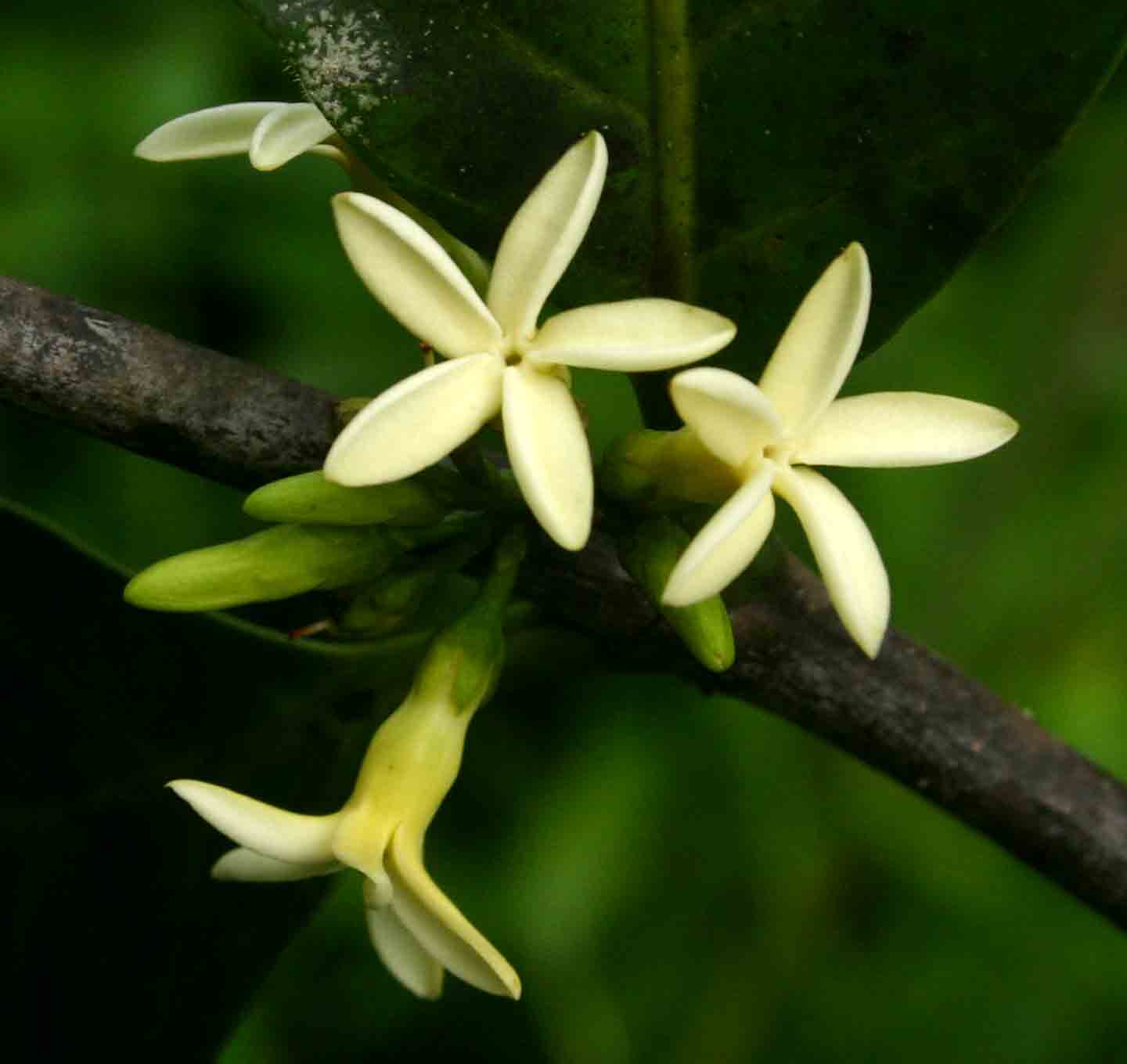 Funtumia africana