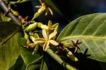 Funtumia africana