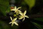 Funtumia africana