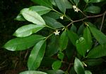 Mascarenhasia arborescens