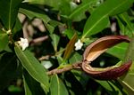 Mascarenhasia arborescens