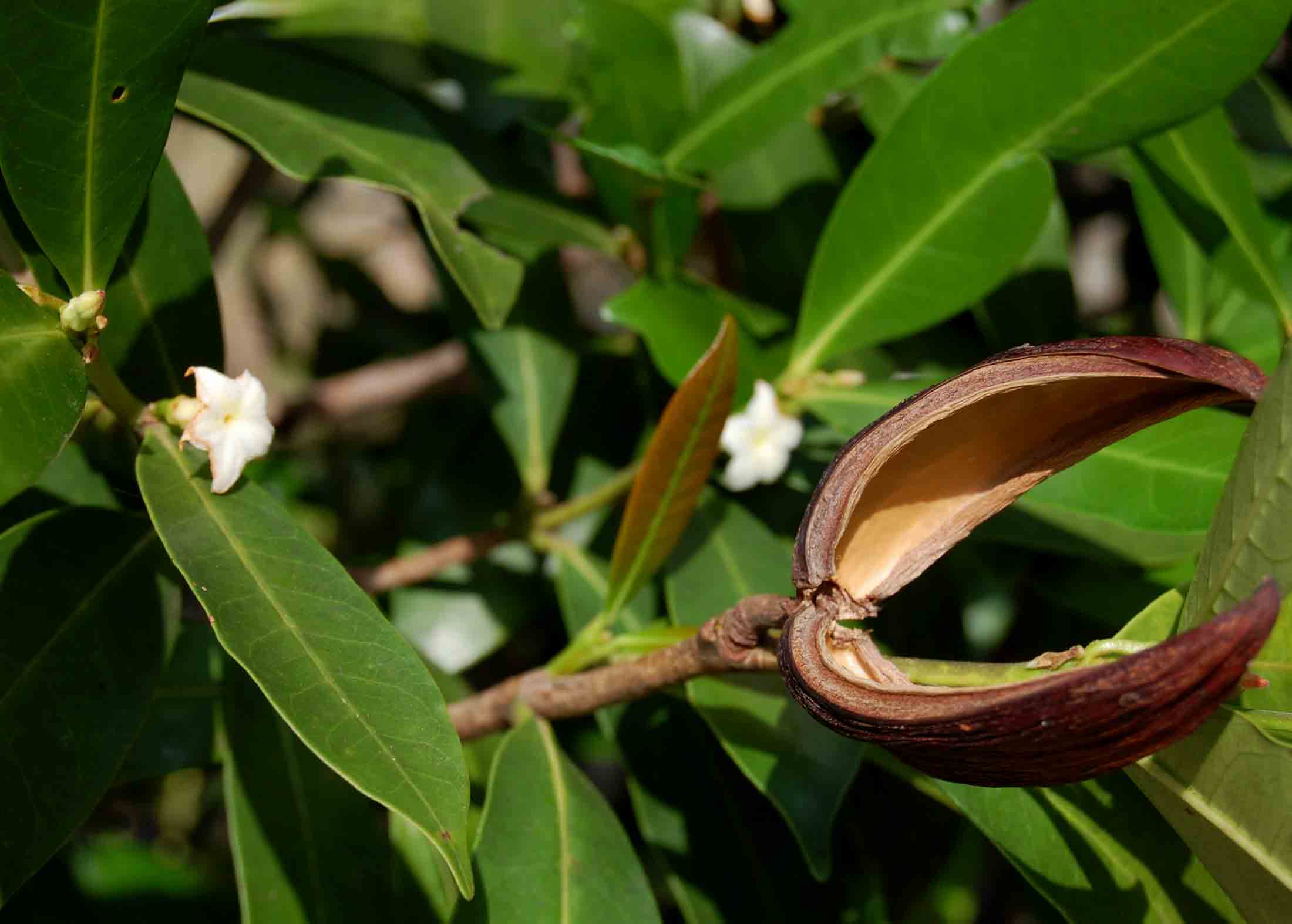 Mascarenhasia arborescens
