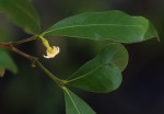 Mascarenhasia arborescens