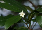 Mascarenhasia arborescens