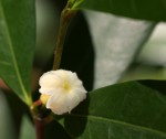 Mascarenhasia arborescens