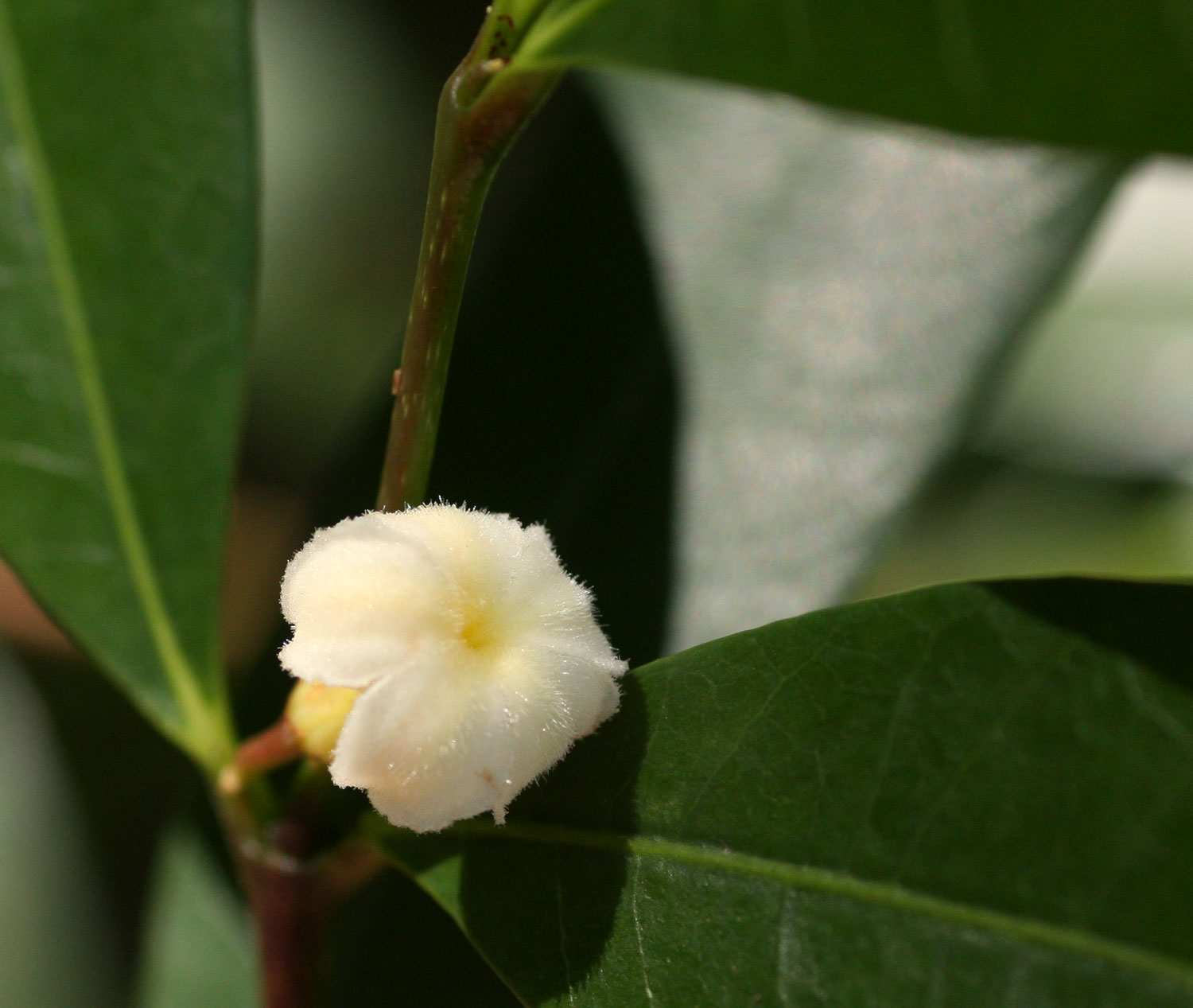 Mascarenhasia arborescens