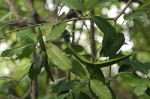 Mascarenhasia arborescens