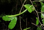 Mascarenhasia arborescens