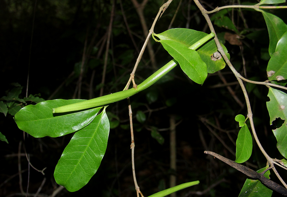 Mascarenhasia arborescens