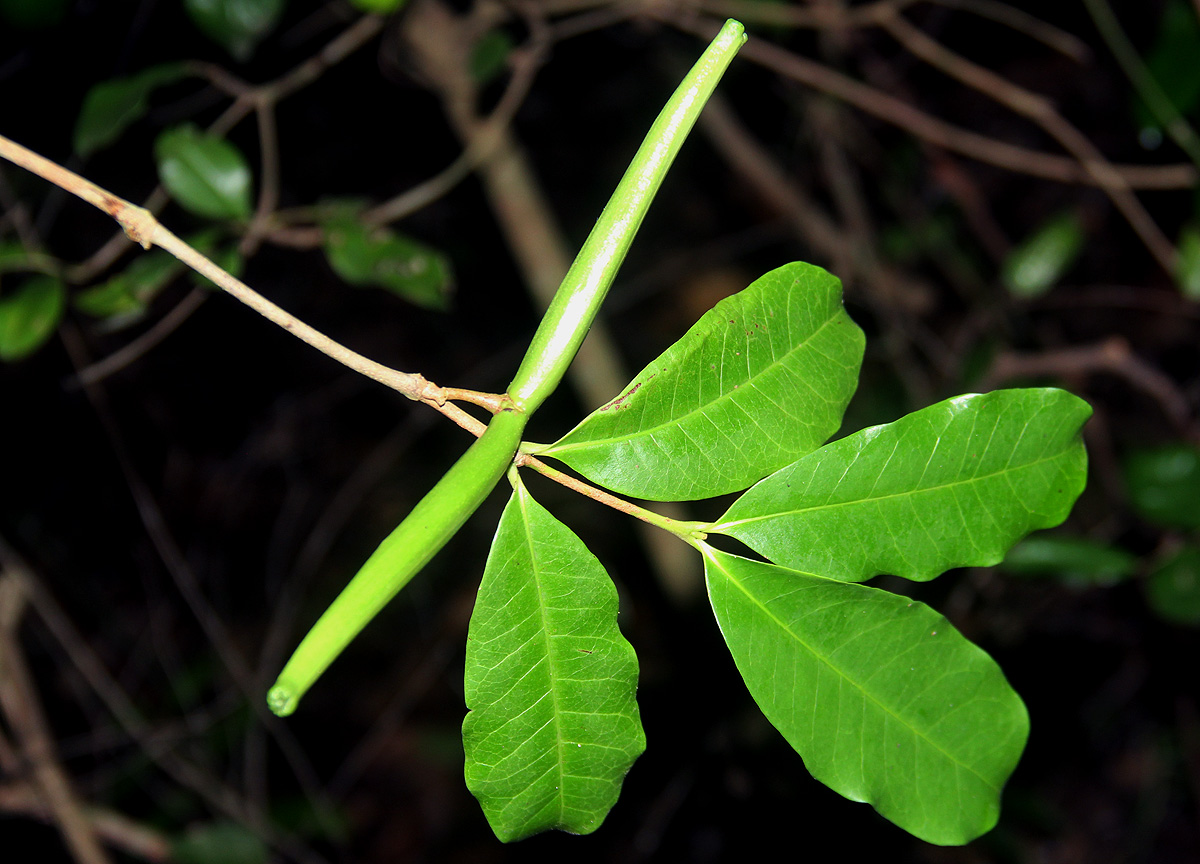 Mascarenhasia arborescens