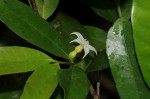 Mascarenhasia arborescens