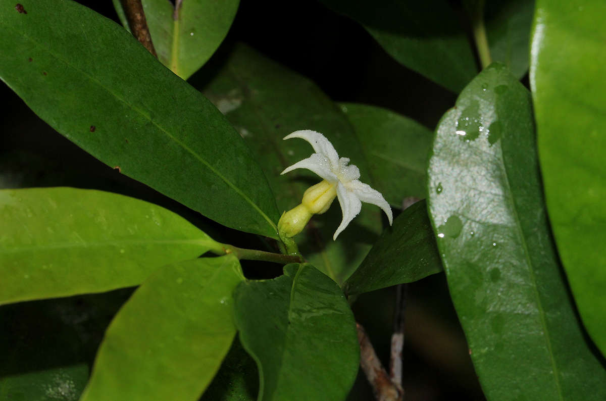 Mascarenhasia arborescens