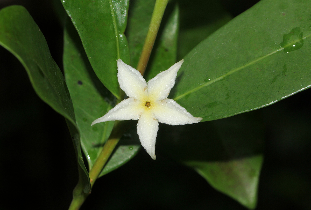 Mascarenhasia arborescens