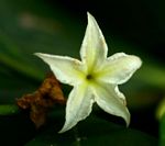 Mascarenhasia arborescens