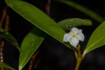 Mascarenhasia arborescens