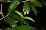 Mascarenhasia arborescens