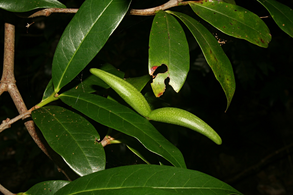 Mascarenhasia arborescens