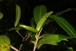 Mascarenhasia arborescens