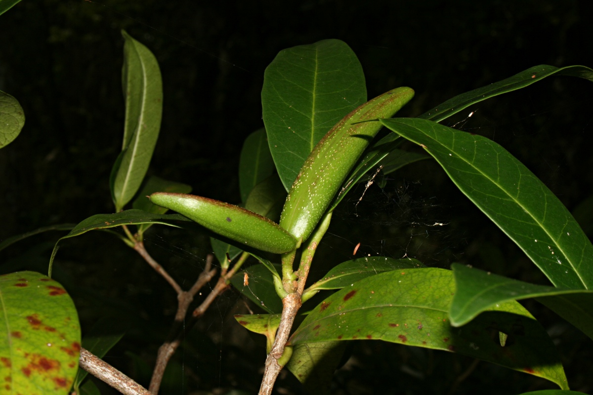 Mascarenhasia arborescens