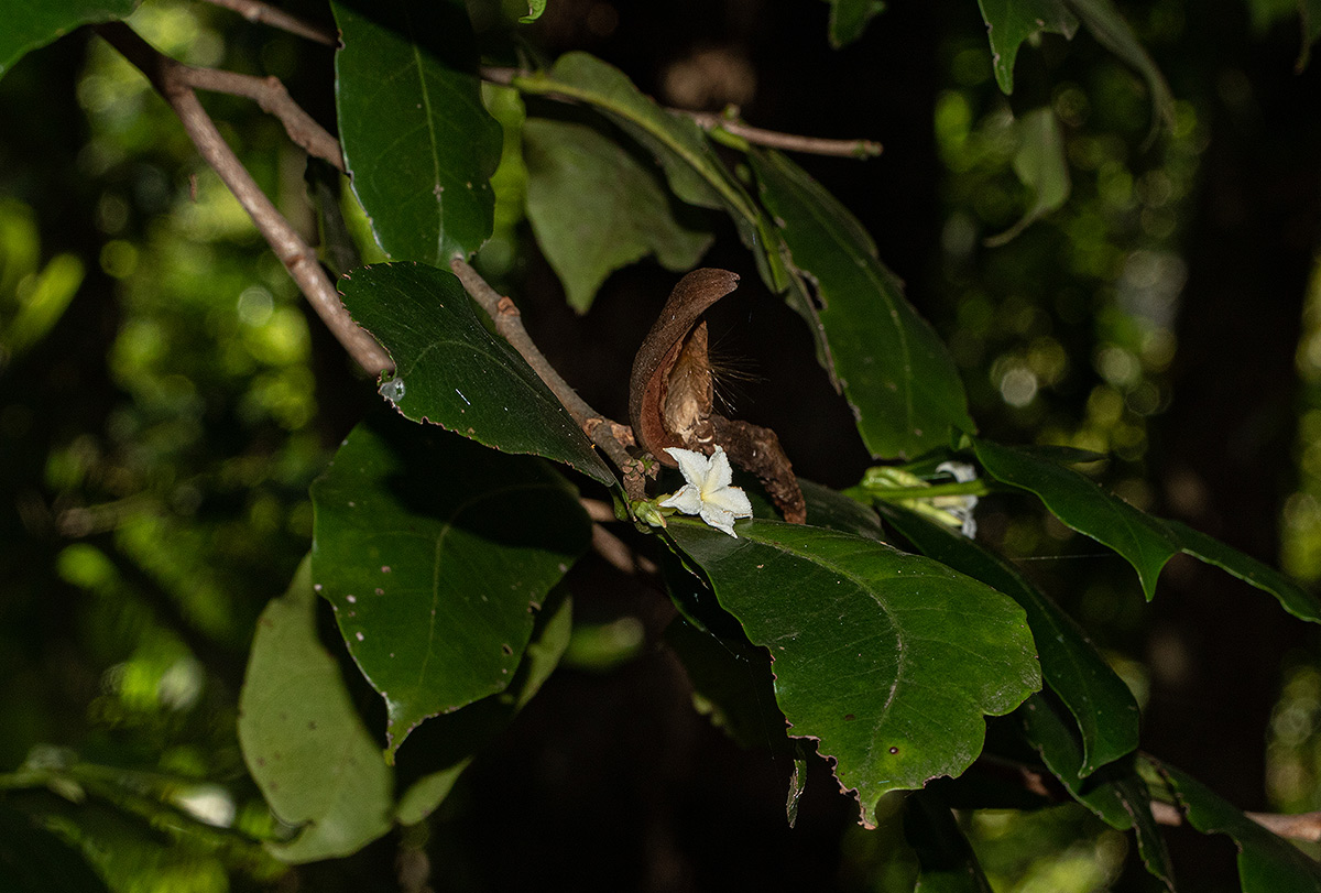 Mascarenhasia arborescens