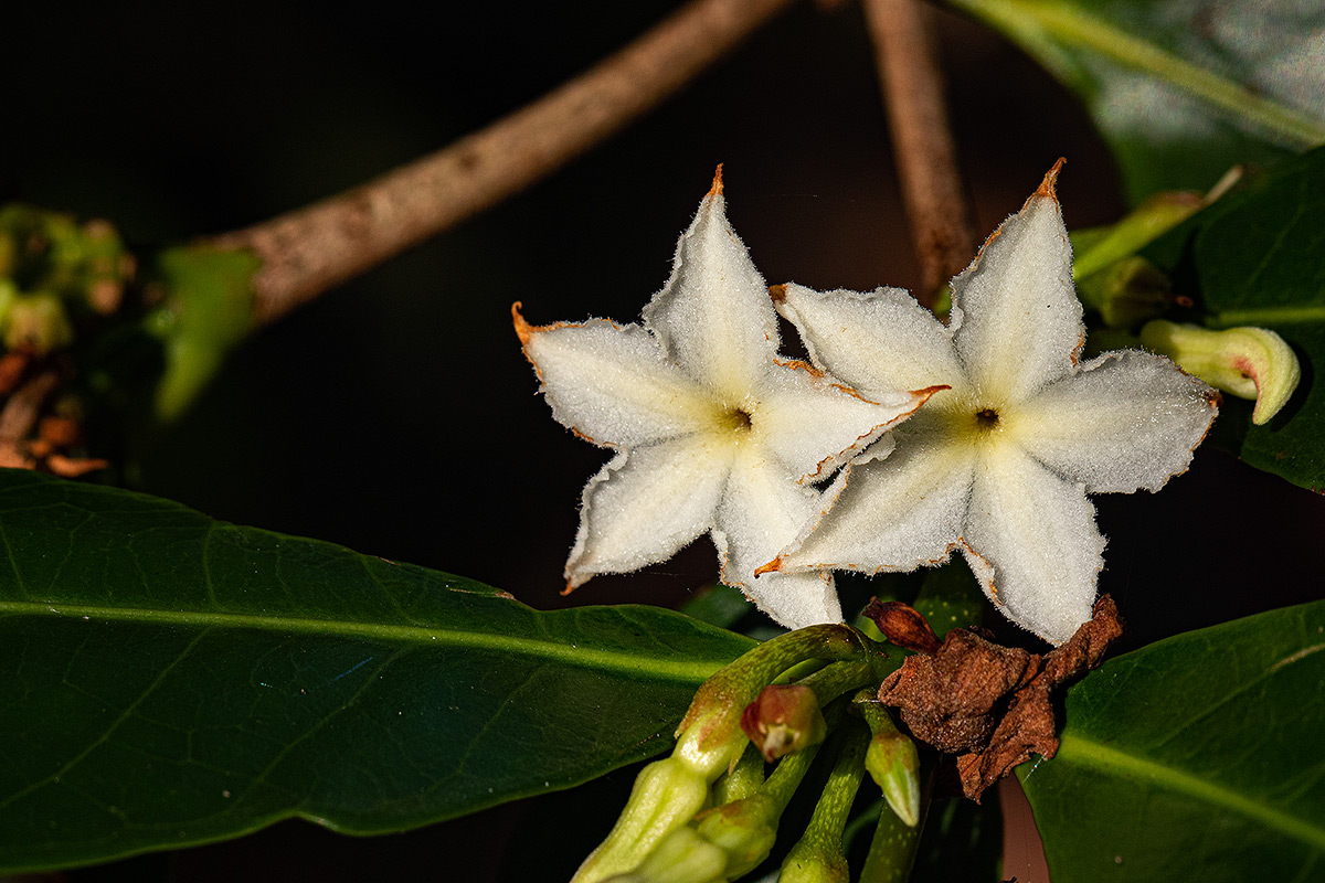 Mascarenhasia arborescens