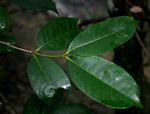 Mascarenhasia arborescens