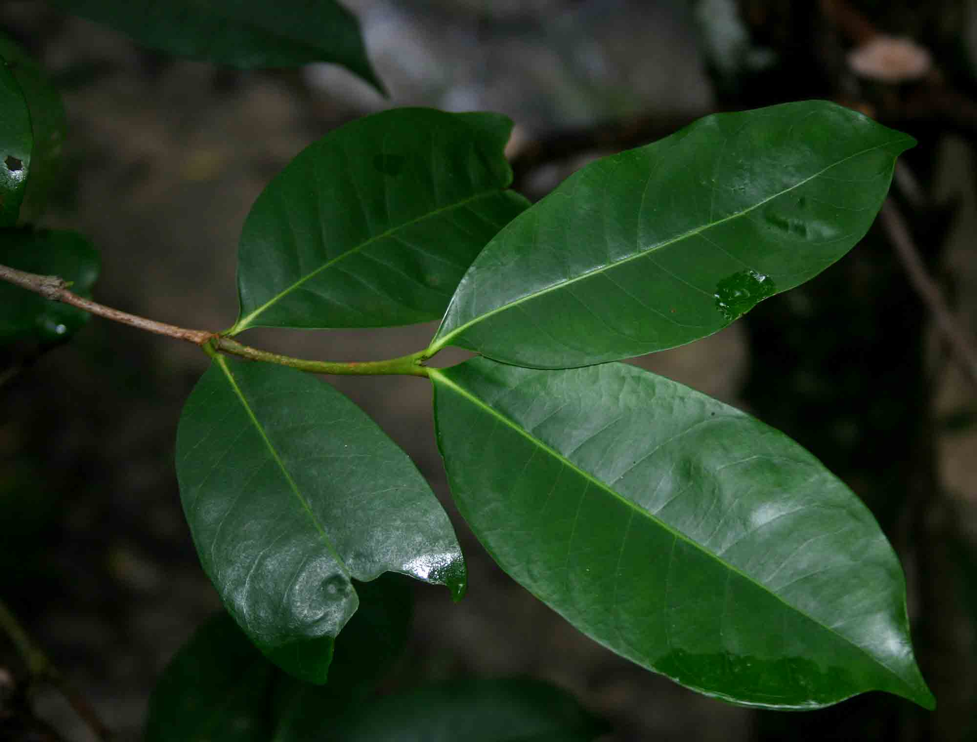 Mascarenhasia arborescens