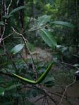 Mascarenhasia arborescens