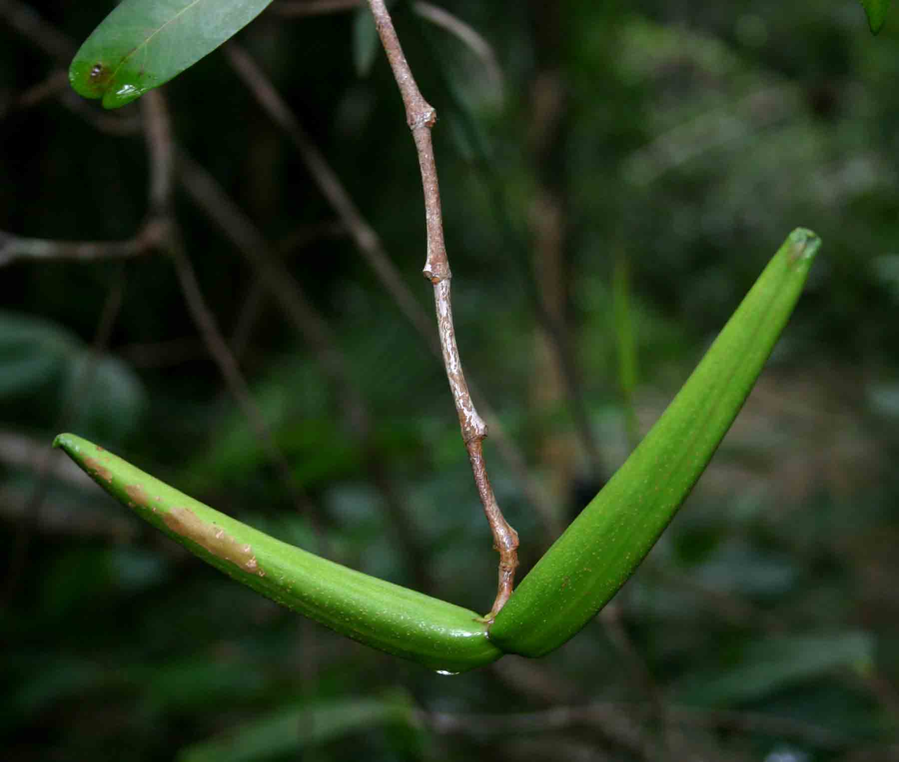Mascarenhasia arborescens