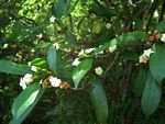 Mascarenhasia arborescens