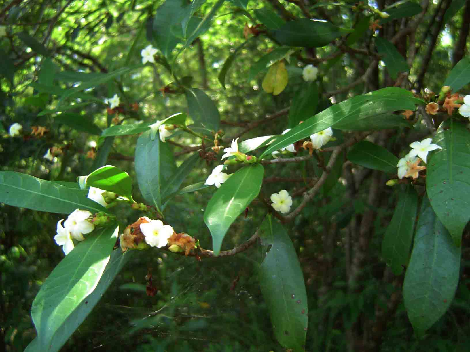 Mascarenhasia arborescens
