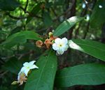 Mascarenhasia arborescens