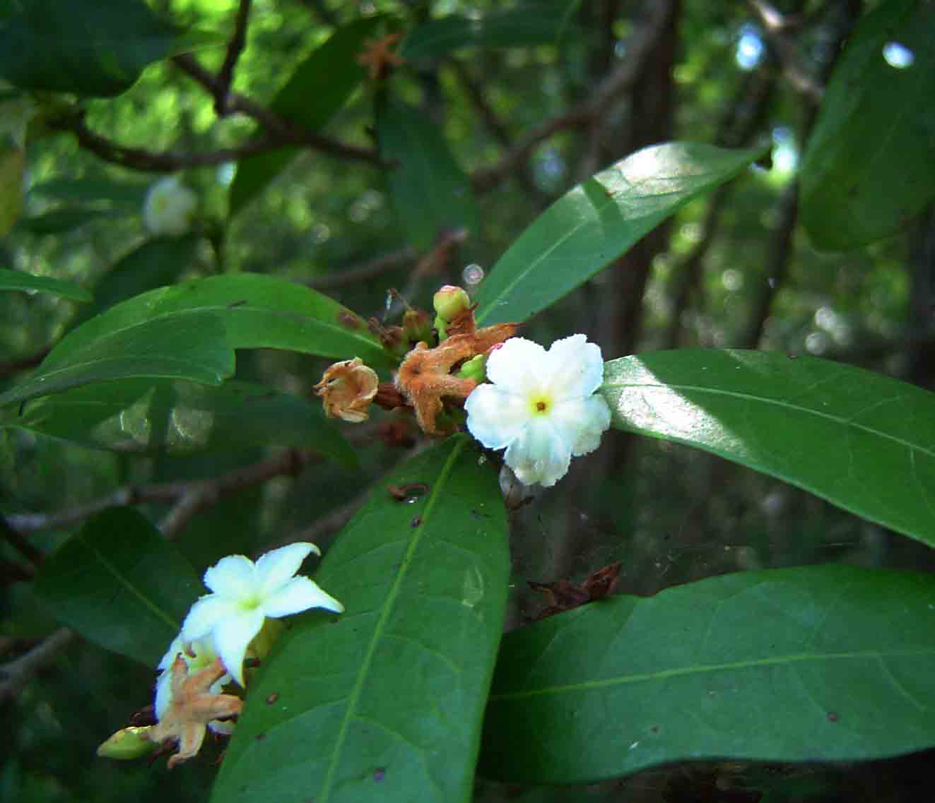 Mascarenhasia arborescens