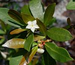Mascarenhasia arborescens