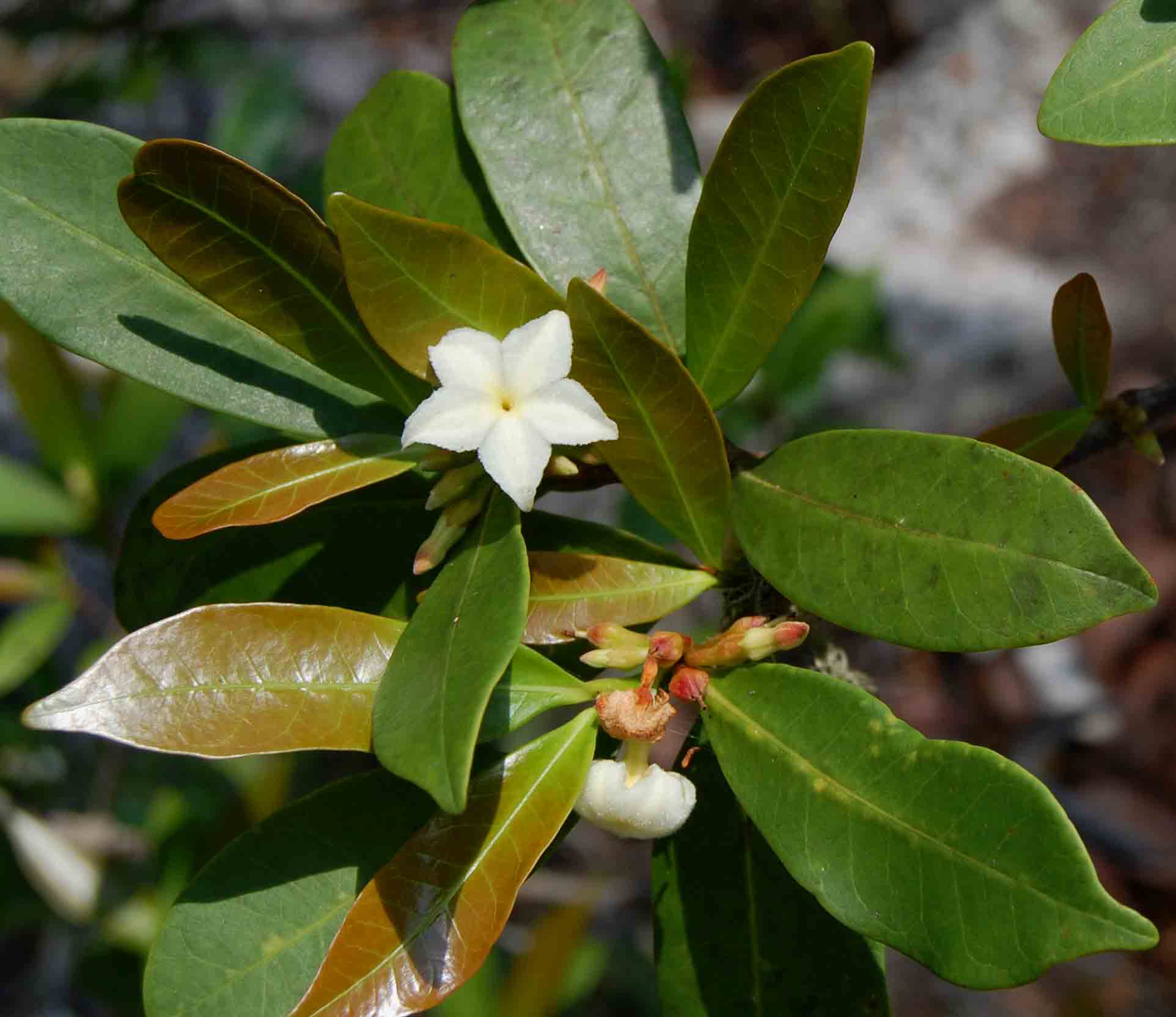 Mascarenhasia arborescens