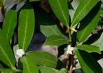 Mascarenhasia arborescens