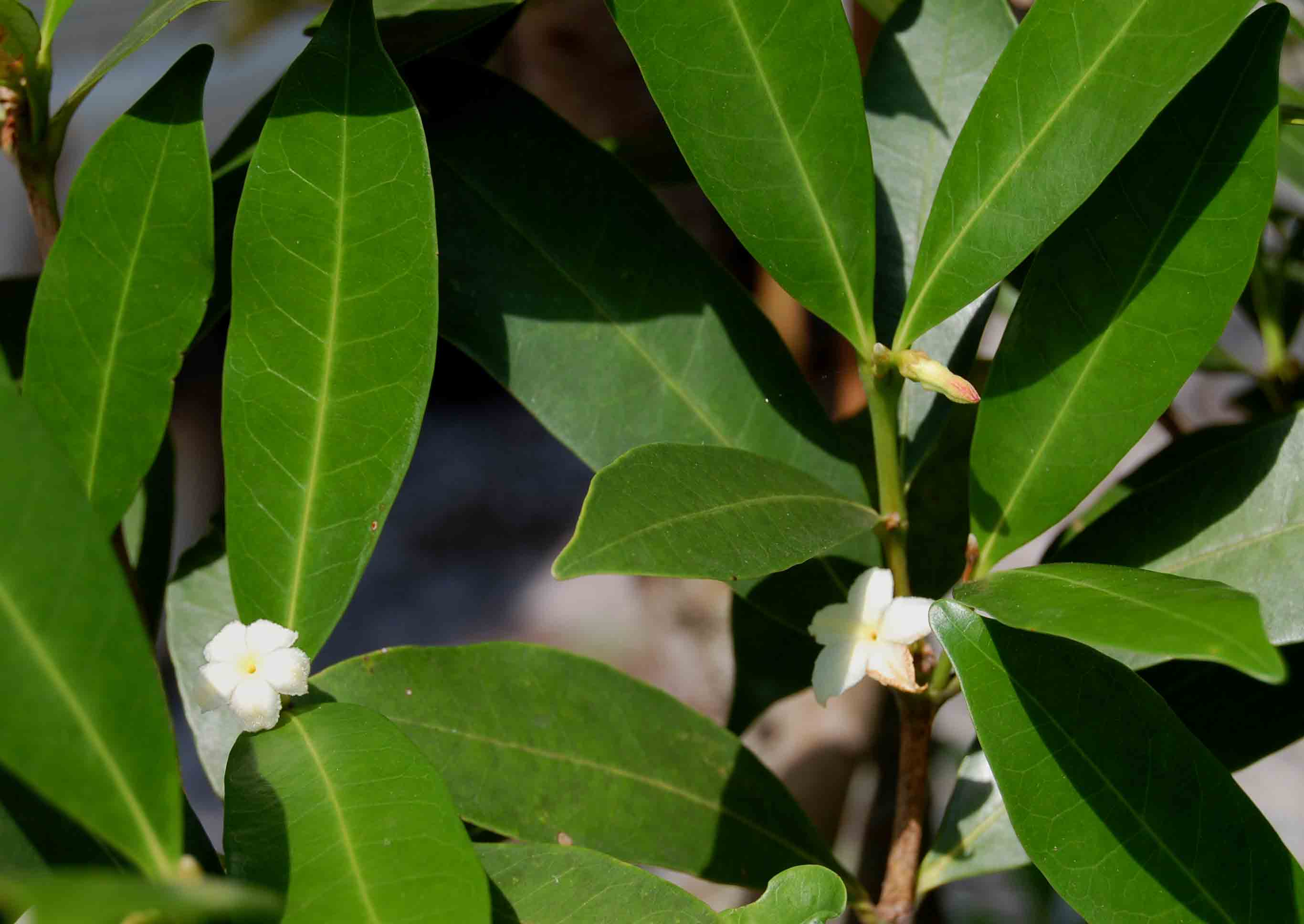 Mascarenhasia arborescens