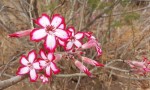 Adenium multiflorum