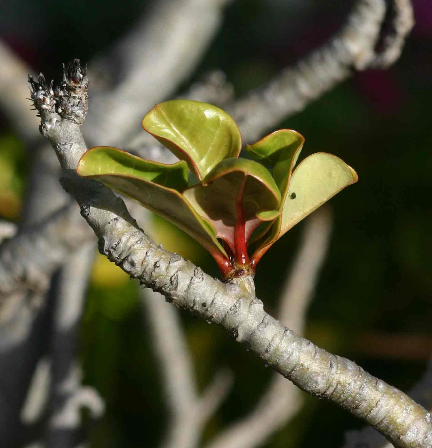 Adenium multiflorum