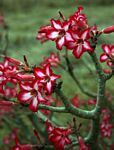 Adenium multiflorum