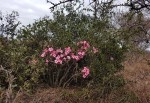 Adenium multiflorum