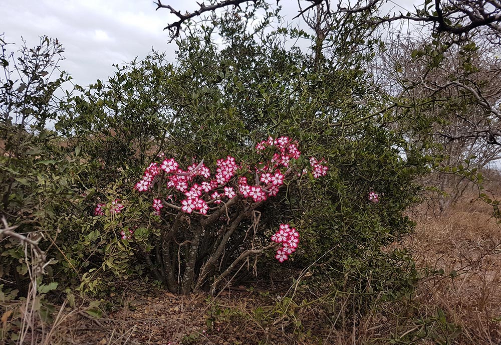 Adenium multiflorum