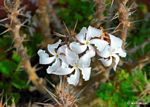Pachypodium saundersii