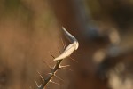 Pachypodium saundersii